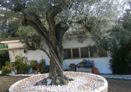 Olea europea