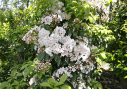 Kalmia (specie acidofila)